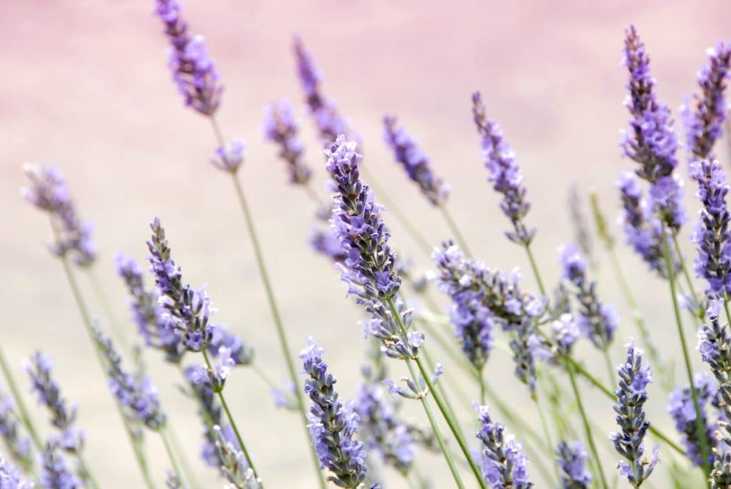 Purple Petaled Flowers