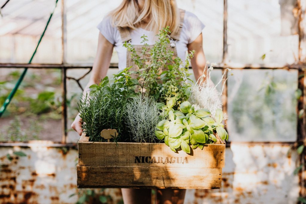 Woman In White T-Shirt Carrying A Wooden Crate With Plants