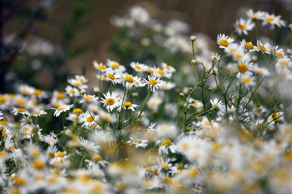 5360418 - Roman Chamomile Essential Oil