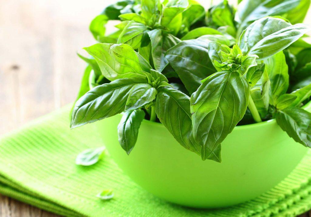 Basil Plant In Green Pot