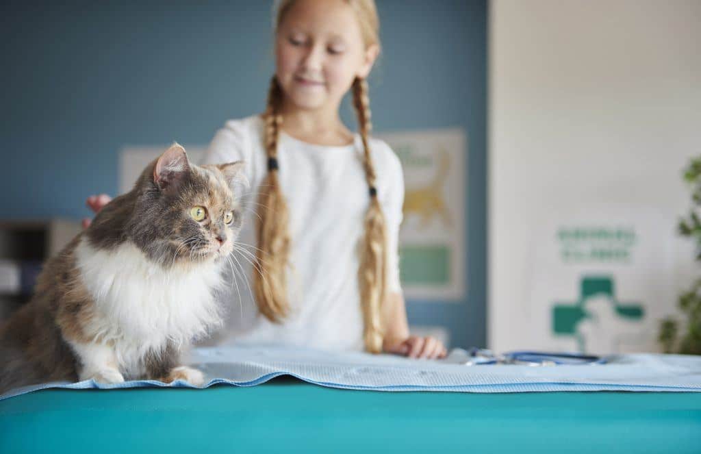 Girl And Her Cat At The Vet Kqvgzfy 1024X663 1 - Essential Oils For Sinus Infection