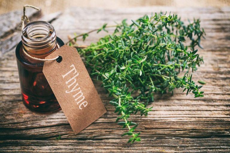 Thyme Oil 1024X683 1 - Essential Oils For Athlete'S Foot