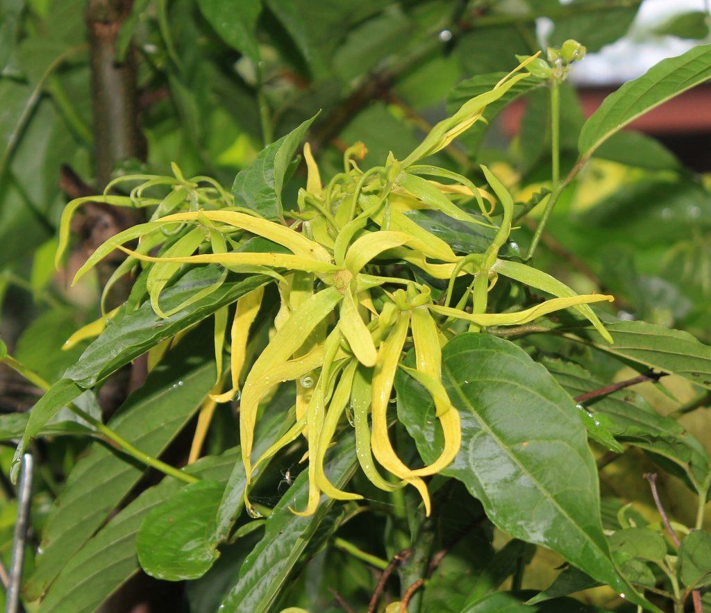 Ylang Ylang Flower 1118057 1920 1024X883 1 - Ylang Ylang Essential Oil